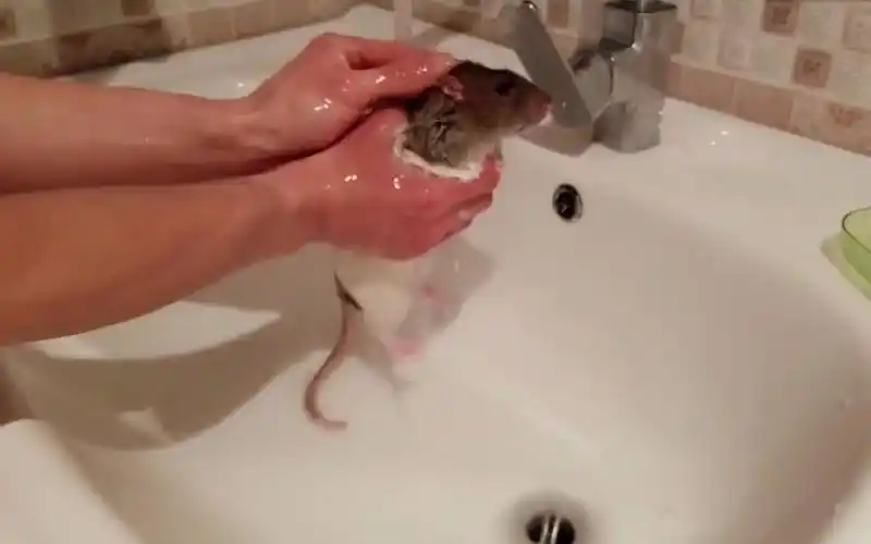 小伙子给宠物花枝鼠洗澡,这懵逼的小眼神看着也是醉了!
