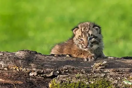 林克斯鲁弗斯)安慰兄弟姐妹猞猁鲁弗斯前面看法肖像红色的-有腿的山鹑