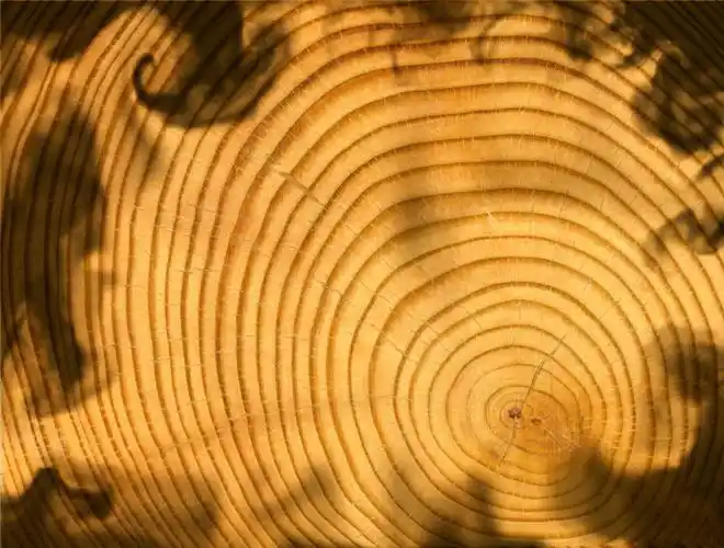 木系人生 | 别样友情,年轮般的存在