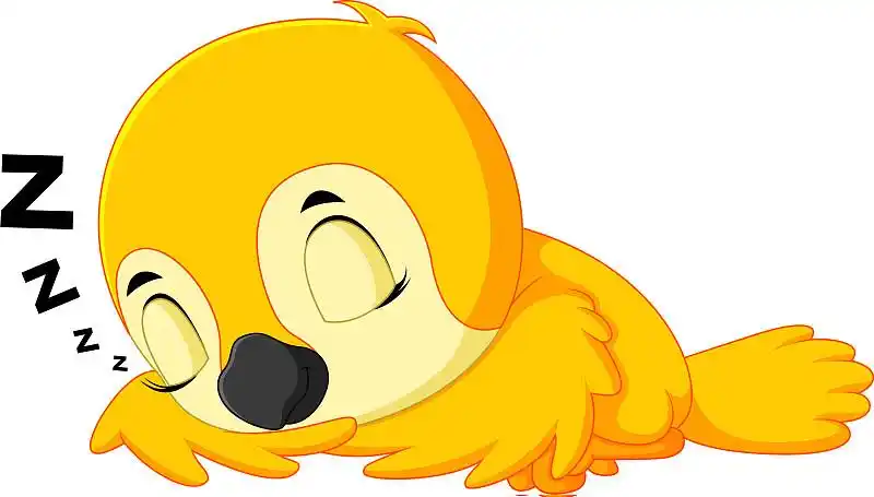 可爱的黄鸟孤立鸣唱