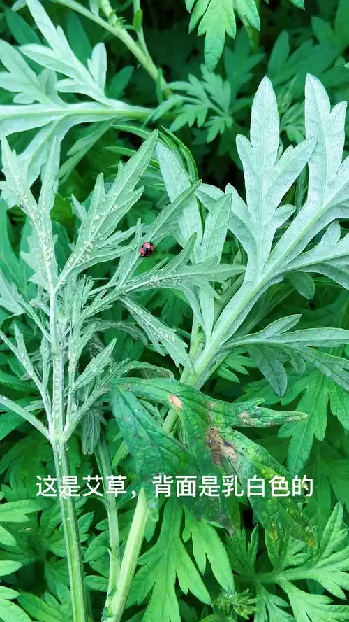 农村宝草艾草和益母草的区别