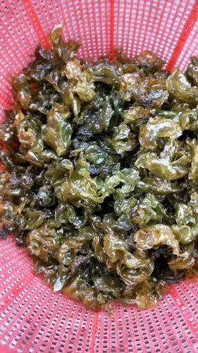 满2斤包邮新鲜野生湿地衣地皮菜地软地木耳菌葛仙米地踏菇500克