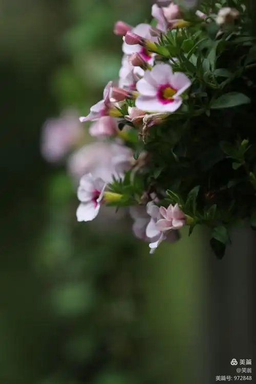 学摄影心得 —— 花卉拍摄景深运用一例