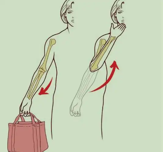 干货| 肘关节知识大全|桡骨|屈曲|肘部|肱二头肌_网易订阅