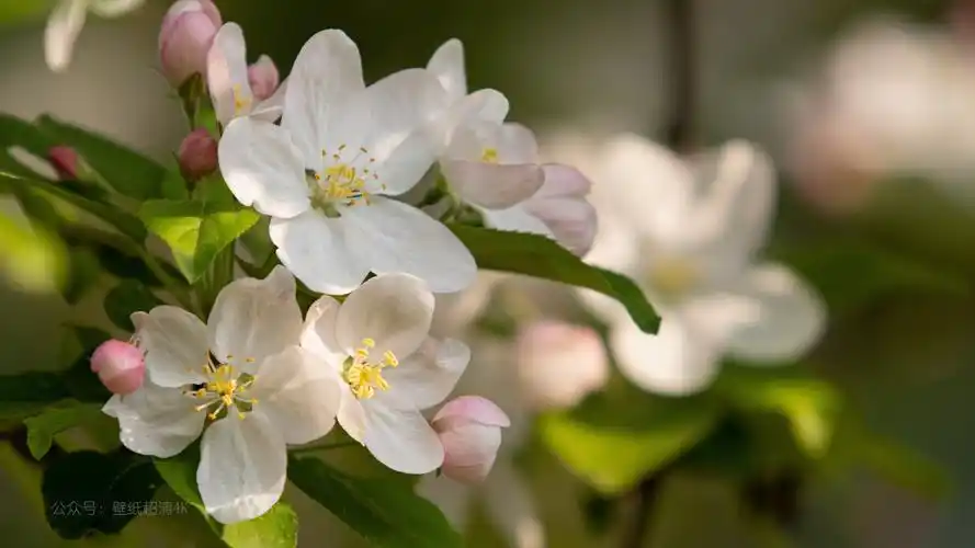 苹果花图片