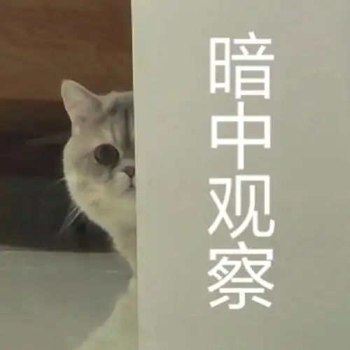 小猫乒乓表情包暗中观察