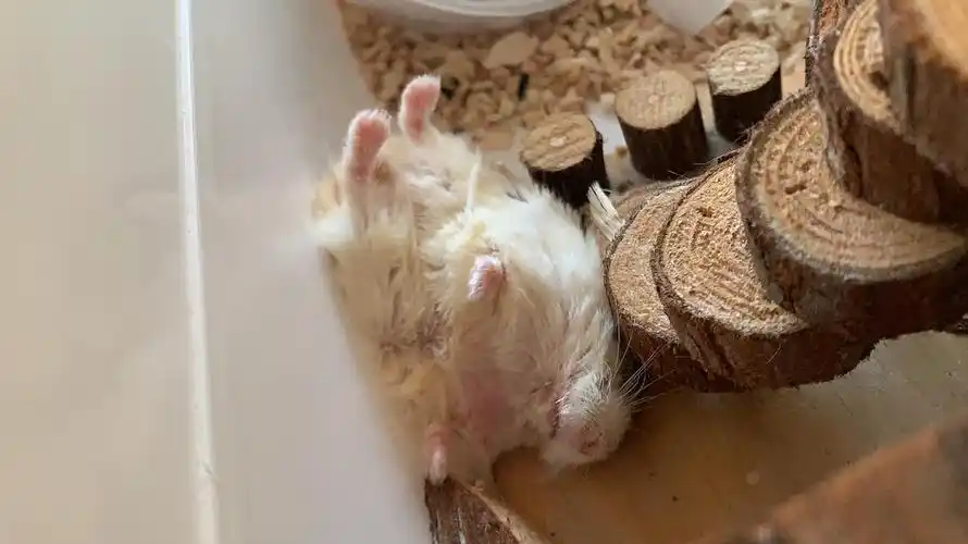 妈耶,这太有安全感的睡姿是老公公仓鼠能做到的吗?两只jio高高跷起!