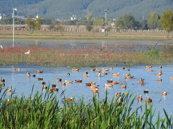 生态云南拉市海湿地翩翩候鸟急回归
