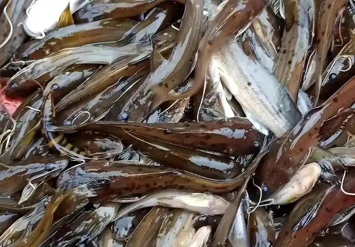 有毒的"淡水鱼王",曾经卖到8000一条,如今却吓退无数钓鱼佬!