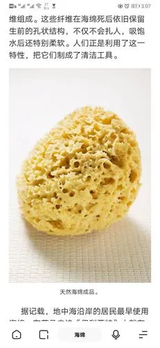 海绵真的是一种海洋生物