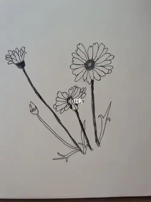 简单小雏菊图形简笔画