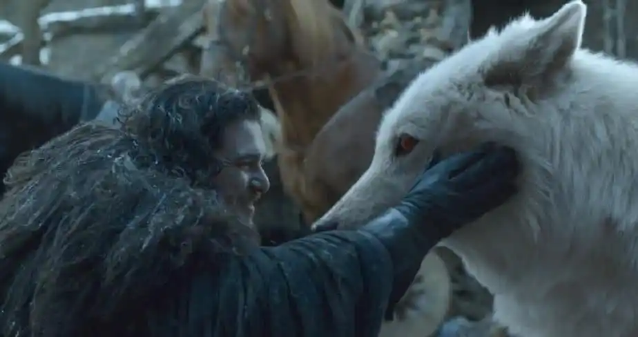 《权力的游戏》白灵圆梦了,小白终于是得到了雪诺的宠溺,但是