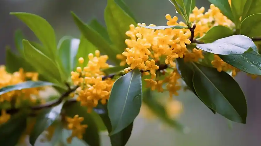 浪漫秋天的金桂桂花枝桂花花朵特写十里飘香甜桂花