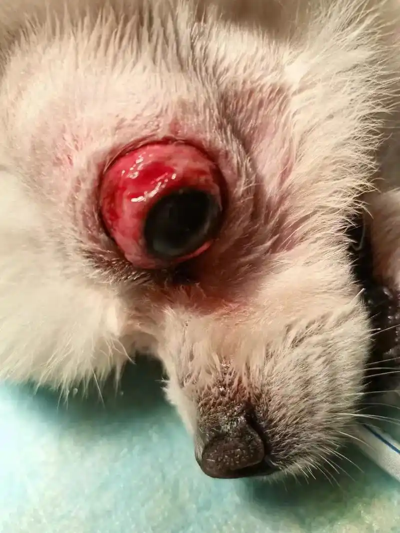 一例打架狗眼球脱出,经过治疗已经康复.打架导致眼球脱出,打赢 - 抖音