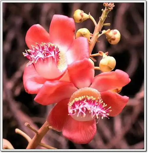 菩提花 你可能去过寺院,你也可能看到菩提树,但你