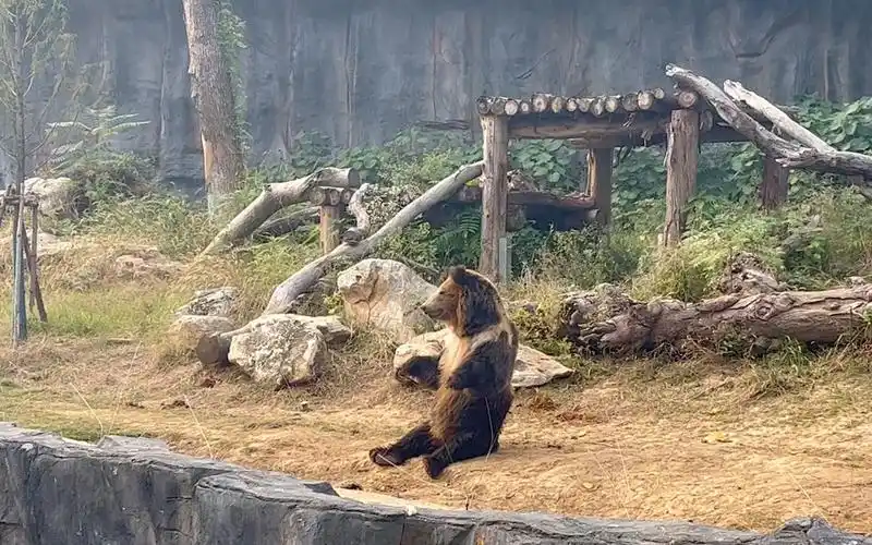 武汉动物园 熊熊们!