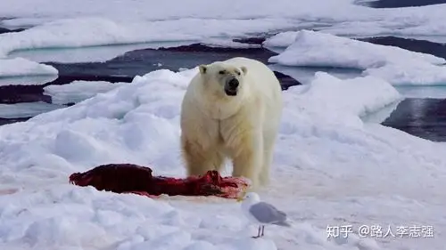 吃海豹的北极熊,2017 年摄于斯瓦尔巴