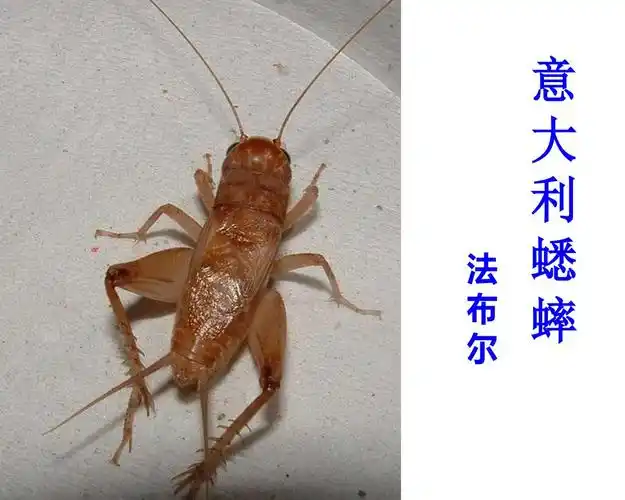 首页 初中语文 > 《意大利蟋蟀》ppt课件1_《意大利蟋蟀》 《昆虫记》