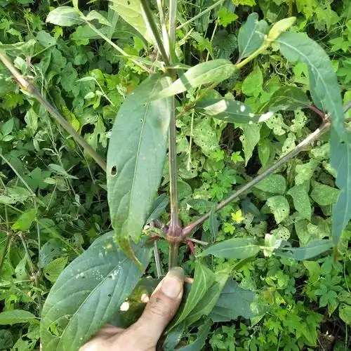 500g牛七簕新鲜扭伤柳叶倒扣接骨牛膝