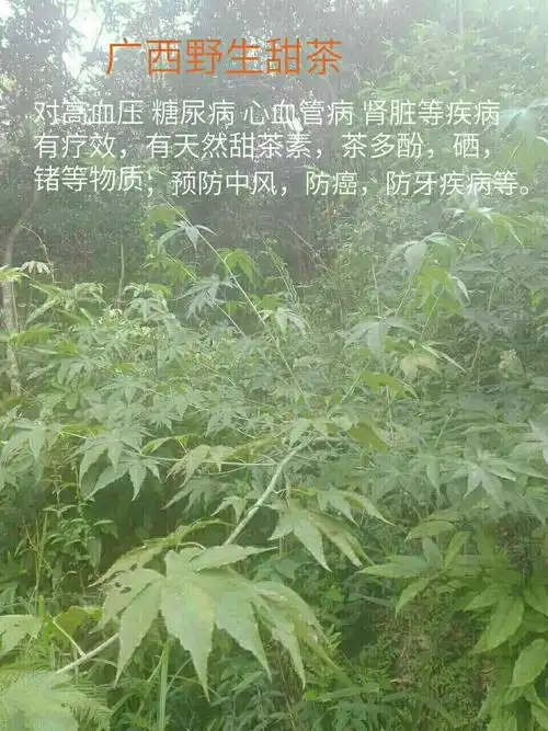 据《广西中药标准》记载,野生甜茶有"清热降火,润肺,祛痰,止咳的功