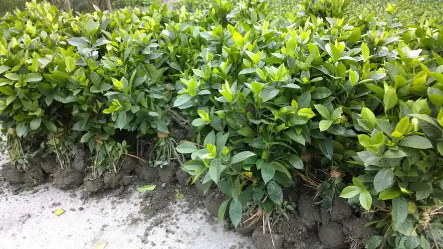 荣昌二栀子零售 - 农村网