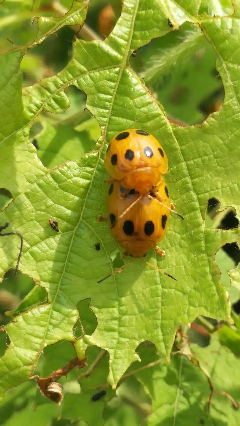 只观七星瓢虫秀恩爱却不知道照片中的瓢虫是益虫还是害虫求答案