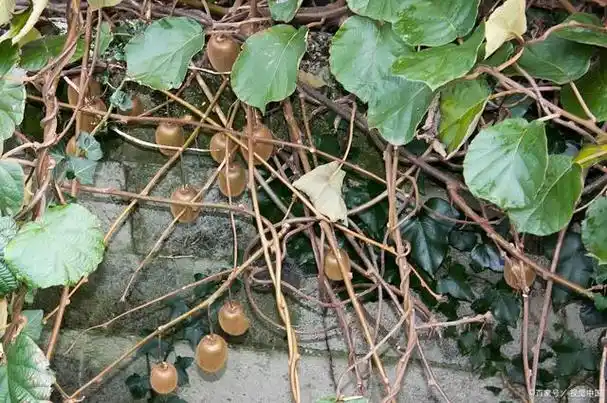 金线吊葫芦是张家界市永定区宝峰湖旅游区的热门景点之一