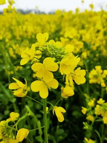 《美丽世界》新世纪手机摄影《油菜花》