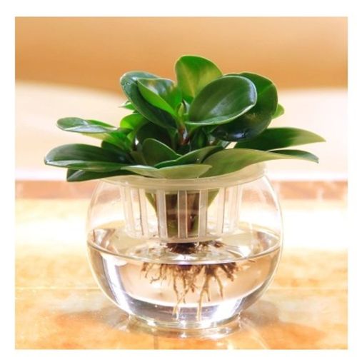 豆瓣绿盆栽 水培室内桌面水养花卉青叶碧玉植物桌面小盆栽 豆瓣绿