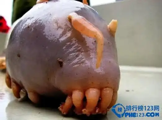 世界上最恐怖的动物排行榜