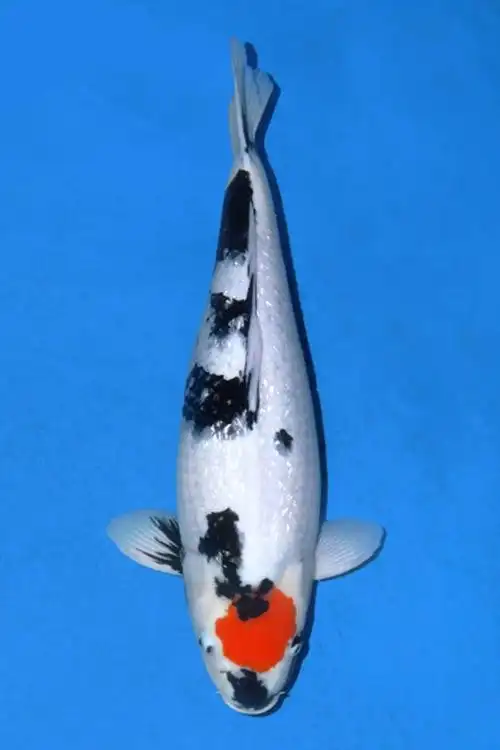 丹顶昭和锦鲤品种介绍