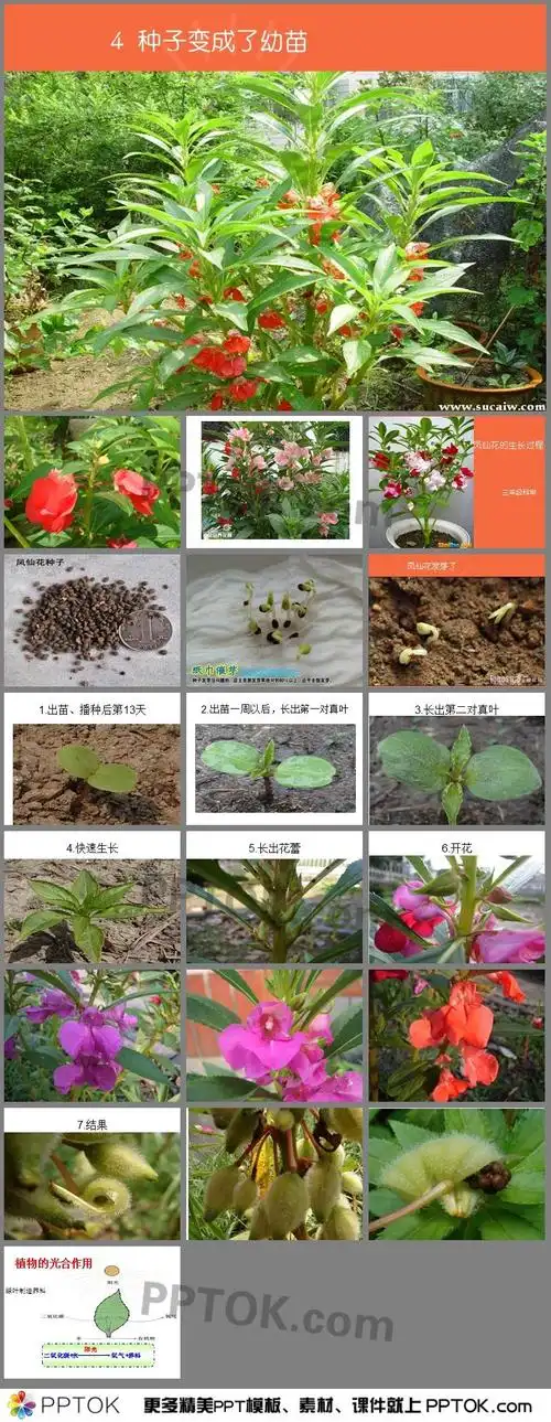 凤仙花的生长过程课件ppt