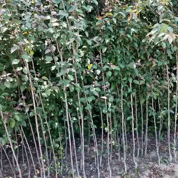 海棠小苗北美海棠,绚丽海棠