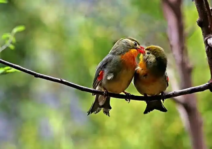 忠贞爱情的象征—红嘴相思鸟