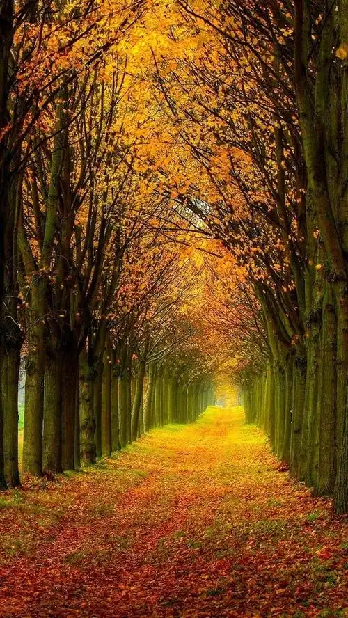 美丽的自然风光,森林,树木,秋天,路径 iphone 壁纸