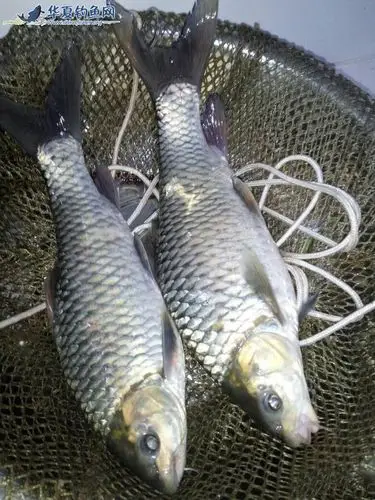 【钓鱼图文】高山冷水钓青波