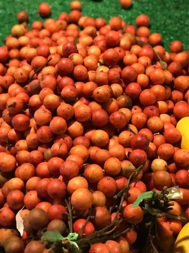 版纳之行--一样的夏季不一样的风