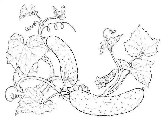 菜园简笔画教程