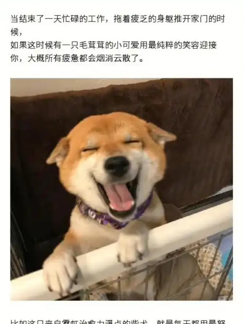 爱笑的女孩子柴犬huna