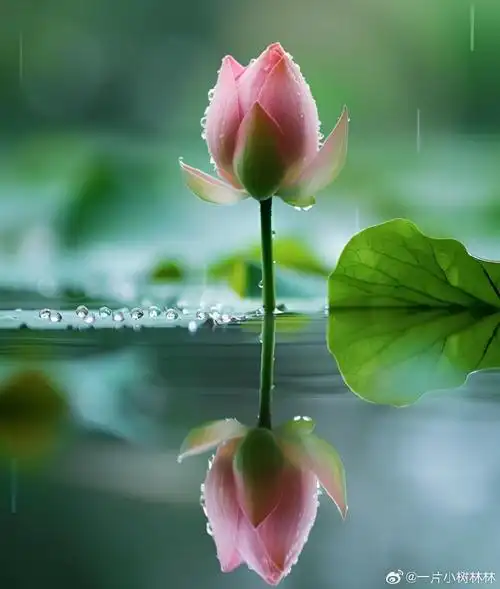 夏日荷花仙境来了荷塘月色,唯美浪漫,宛如仙境,美到心醉!