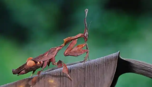 如果同样放大到200公斤螳螂和老虎到底谁更略胜一筹