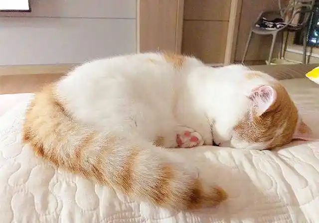 有时候看着猫咪睡觉也是一种享受,因为猫咪的睡觉姿势特别的多,五花