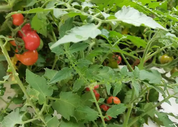 阳台种了两棵樱桃番茄苗结了很多果