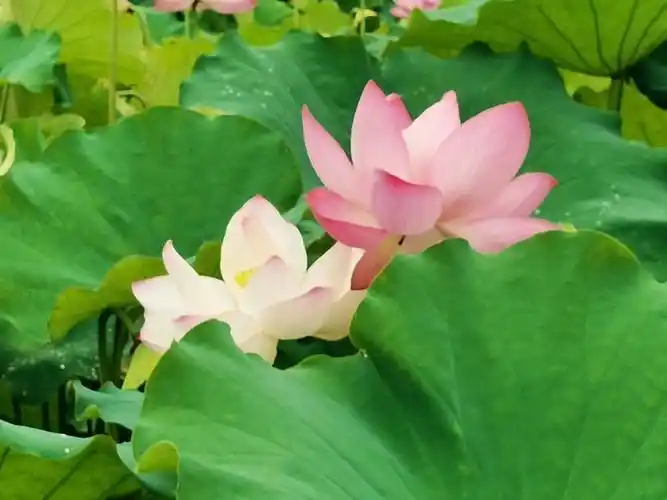 荷花真的很美
