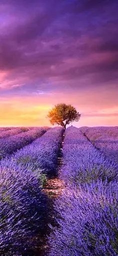 采集梅芢鲤采集到自然日本奈良县吉野山以樱花而闻名,被三万棵樱花树