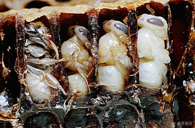 蜜蜂_意大利蜂_蛹_高清图片_全景视觉