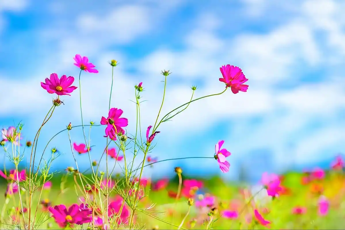 在澄澈蓝天与悠悠云朵的温柔映衬下,格桑花肆意