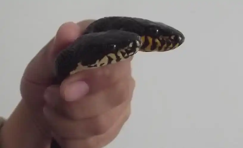 松花蛇一对(一雄一雌)