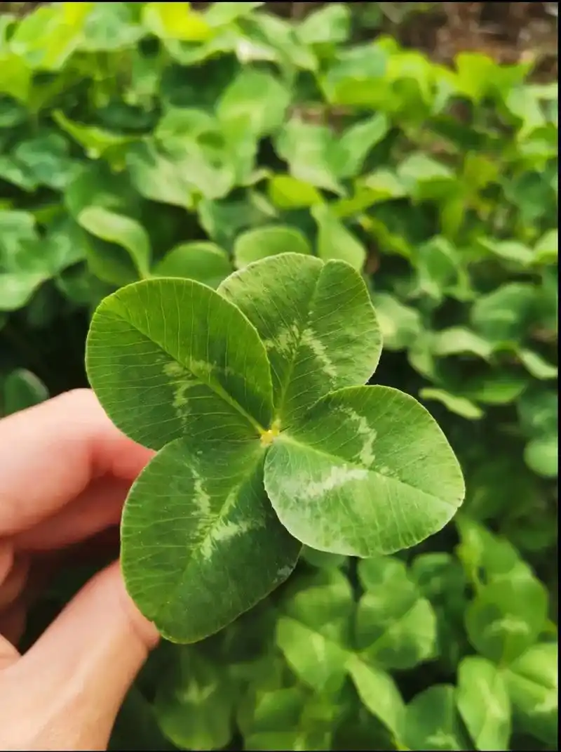 幸运草95.四叶草又名"幸运草",花语:"幸福" 一叶代表希 - 抖音