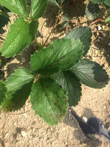 这几种药对草莓蛇眼病效果好不好?